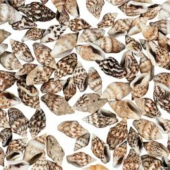 Best Pirce ❤️ Genuine Mini Sea Shells ❤️