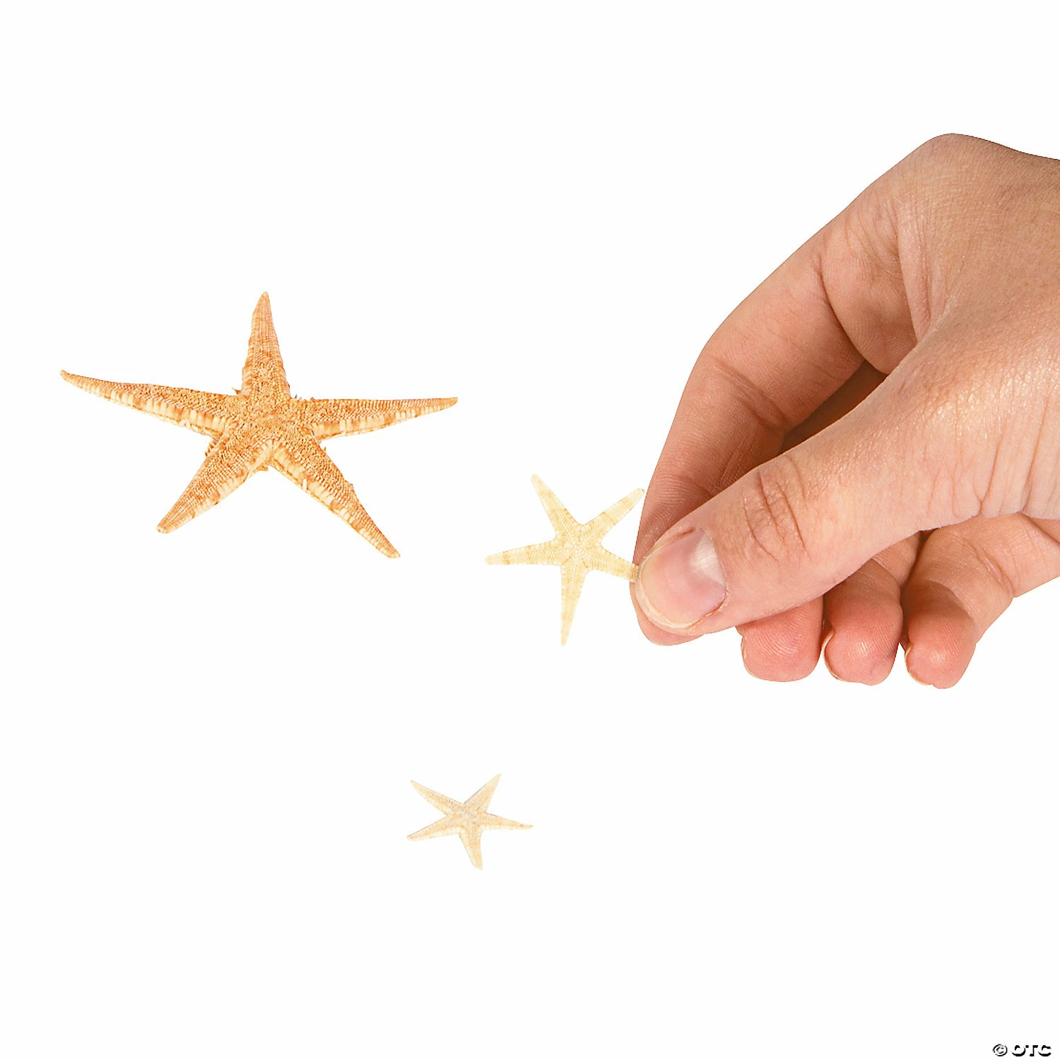 Best Pirce ⌛ Mini Natural Sugar Starfish - 500 Pc. 👍 2 Best Pirce ⌛ Mini Natural Sugar Starfish - 500 Pc. 👍 - Image 2