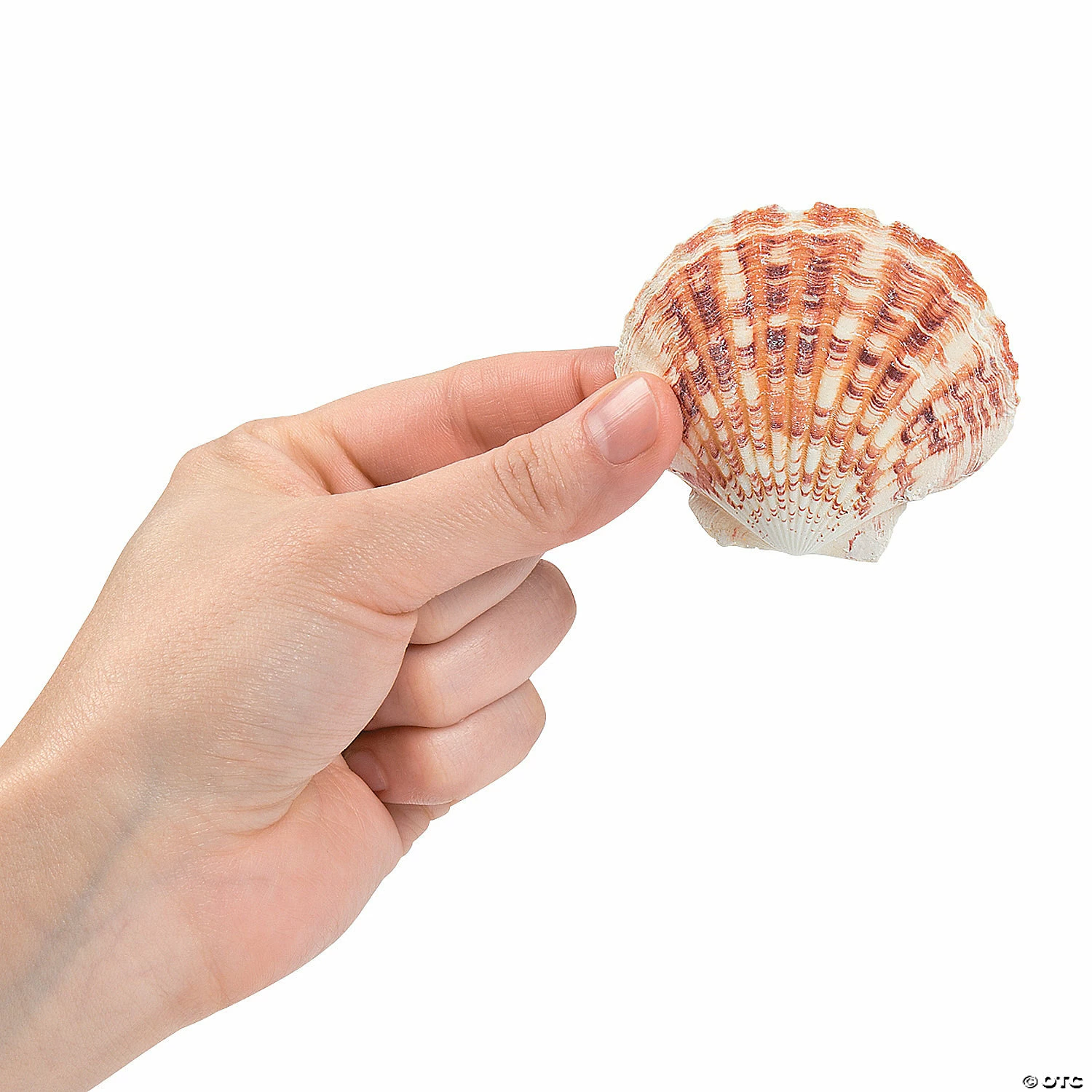 Cheap ✨ Pecten Macarensis Sea Shells ✔️ - Image 2
