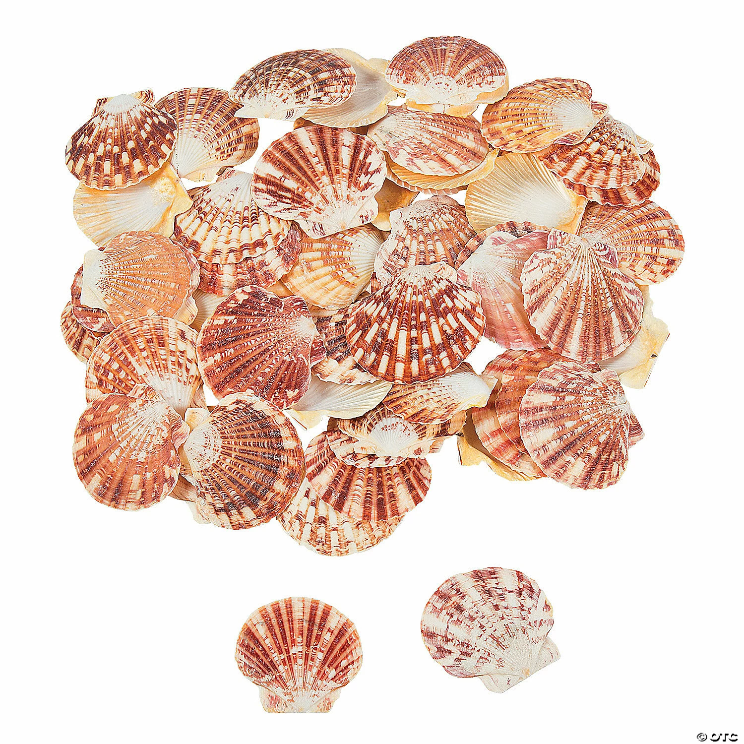 Cheap ✨ Pecten Macarensis Sea Shells ✔️